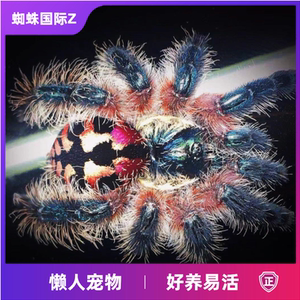 神物巴西彩树新手蜘蛛温顺艳丽高端小型高端品种!