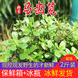 新鲜马齿苋长寿菜野生马蜂菜2斤装马苋菜五行草野菜蔬菜特菜