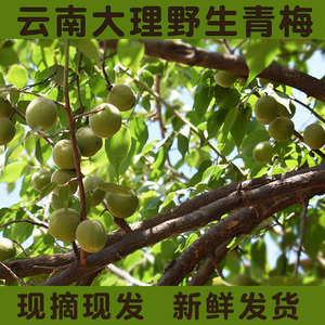 云南大理新鲜青梅野生青梅泡酒青梅可做青梅露梅子酒5斤全国包邮