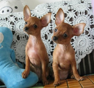 小鹿犬幼崽纯种