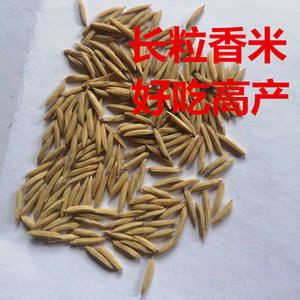 长粒香米种子细长香大米中晚稻早稻种水稻谷常规稻自留种500克