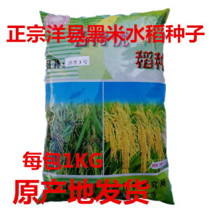 正宗洋县黑米种子黑糯米稻谷水稻种子 籼糯稻谷1千克送资料