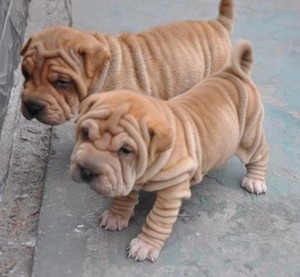 宠物狗狗沙皮犬幼犬短毛大型犬骨嘴纯种沙皮狗狗活体幼犬家养出售