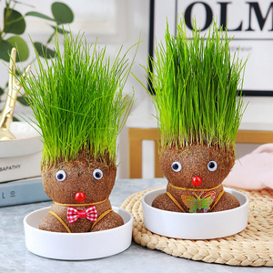 草头娃娃水培植物diy创意盆栽儿童成长绿植幼儿园小学盆栽植物