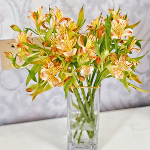 【水仙百合】鲜切花家庭插花瓶客厅餐桌茶几摆件云南昆明基地直发