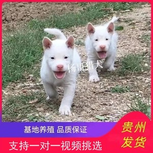 【杨哥猎犬】贵州下司犬纯种五红短毛中毛看家狩猎赶山两个月活体