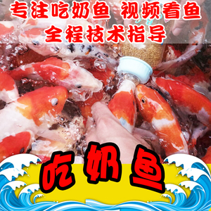吃奶鱼 渔场驯化奶瓶鱼 锦鲤鱼 喂奶鱼奶瓶 奶嘴鱼 观赏鱼活体