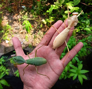 克氏盾螳东帝汶大型盾螳螂圆盾马盾壮盾螳螂活体宠物螳螂昆虫活体