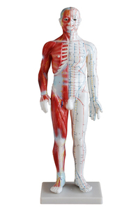 中医男性针灸经络穴位模型60CM带肌肉解剖练习假人训练模具橡皮人