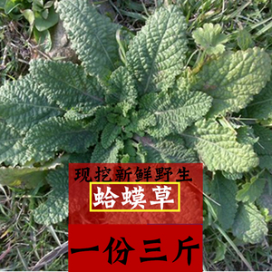 江阿婆新货野生蛤蟆草蛤蟆苏雪见草皱皮草鲜品一份三斤包邮