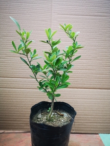 金豆苗金豆盆景苗杯苗确保已成活的金豆小苗