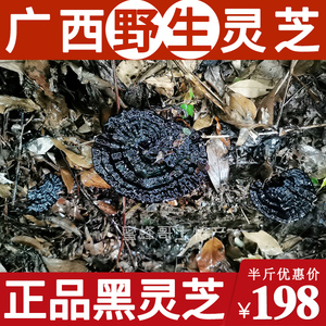 正宗野生黑灵芝天然250g整枝中草药材广西深山灵芝泡酒煲汤包邮