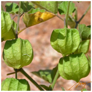 灯笼果 常春藤叶酸浆 原生种 5粒每份 一年生植物 浆果可食用