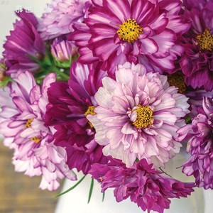 重瓣波斯菊 双色紫罗兰 5粒 庭院切花植物勤花盆栽一年生花期久