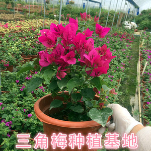 蓝月亮枚红绿叶子勒杜鹃三角梅基地直发爬藤植物带小勤花卉苗盆栽