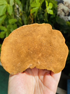 正宗云南金边野生桑树桑黄正品特级灵芝稀缺桑黄菌种桑黄500g礼盒