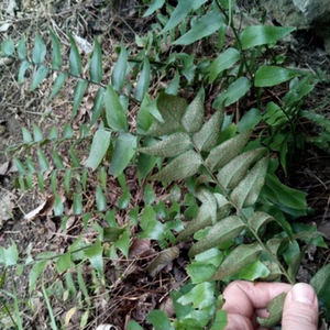 小贯众 贯众 昏头鸡 神箭根 地良姜 阉鸡尾 虎牙草野生新鲜中草药