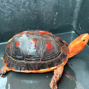 黄缘龟幼龟皖南安缘龟小乌龟活物活体台缘安徽苗缘闭壳龟盒龟粮