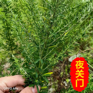 新鲜夜关门500g截叶铁扫帚绢毛胡枝子小叶胡枝子三叶草封草菌串子