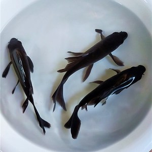 黑锦鲤 纯种长尾黑锦鲤活体鱼风水招财鱼纯黑金龙凤锦鲤长尾乌金