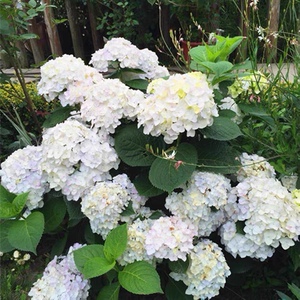 稀有无尽夏新娘老桩26.