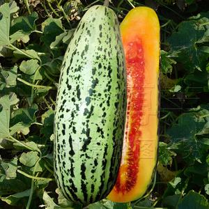 羊角蜜甜瓜种子春夏季薄皮红瓤脆香酥香瓜种种籽蔬菜四季水果种孑