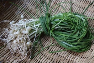 新鲜野小葱
