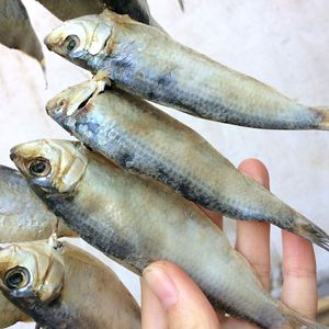 海鲜干货自晒咸鱼干青鳞鱼干 莱州特产 小青鱼 青鳞子鱼500g