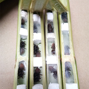 正宗壁口袋活体虫地蜘蛛闭口袋大号30只画眉鸟食催叫提性上膘饲料