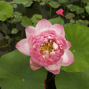 粉牡丹碗莲水培植物迷你中小型观赏荷花睡莲花根块盆栽水养荷藕苗