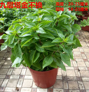 金不换 罗勒 鱼生菜 香菜 九层塔 光明子 兰香盆栽 香料植物 包邮