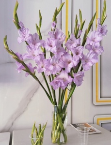 昆明剑兰鲜花家庭瓶插唐菖蒲水养室内香芋紫步步高升送人10支装