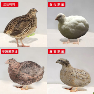 白莎维鹌鹑活体巨型鹌鹑黄沙维鹌鹑活物非洲黑鹌鹑法巨下蛋活鹌鹑