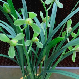 兰花【寒香梅】寒兰兰花 细叶 名贵盆栽室内花卉绿植兰草带花苞