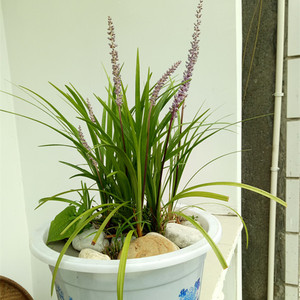 000人付款淘宝2022麦冬种苗庭院绿化苗中药材麦冬苗小区园林盆栽苗