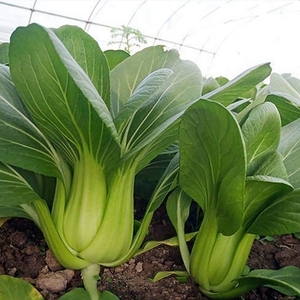 四季上海青种孑花瓶菜种子大头清江白菜种籽阳台庭院田高产春秋播