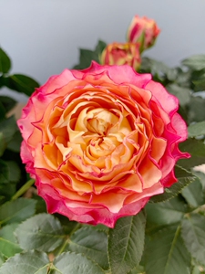 美人玫瑰钻石月季新品种大花苞花卉带花苞阳台窗台欧月花