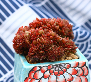 观锦农场 糖果缀化 精品 多肉植物 一物一拍 大颗 老桩 实物 更美