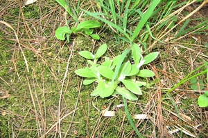 2022年新鲜毛香安徽安庆大别山岳西清明草蔬菜现采毛香草500克