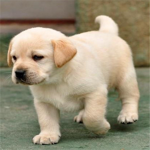 纯种拉布拉多幼犬活体拉布拉多导盲犬短毛拉布拉多宠物狗狗金毛犬