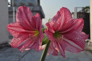 九月玫瑰线日本进口朱顶红