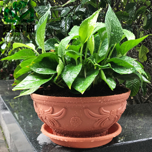 塑料花盆大口径绿萝花盆圆形矮款绿植多肉吊兰花盆特大号清仓特价
