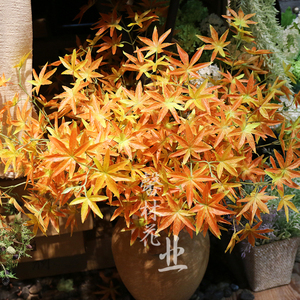 馨林花业淘宝枫叶仿真假叶子鸡爪枫五爪枫室内插花摆件绿植红枫造树