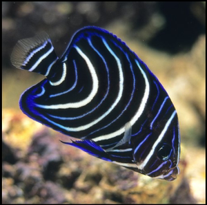 渔场蓝纹神仙蓝纹海水神仙鱼海鱼活鱼海水观赏鱼水族宠物活体顺丰
