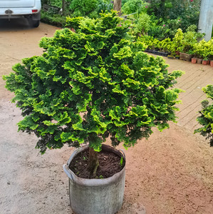 云片柏 孔雀柏庭院绿植盆栽 彩叶盆景植物 柏树苗木四季常绿包邮