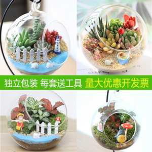 包邮苔藓微景观DIY生态瓶玻璃创意迷你植物礼物办公室桌面盆栽