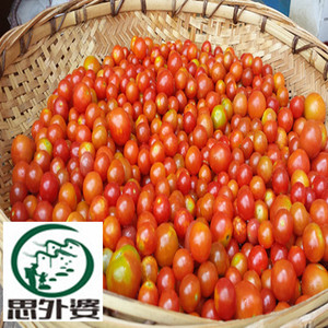 贵州野生小西红柿新鲜毛辣果无污染高维西生吃煮汤做酸汤