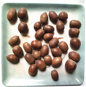 橡果橡栗中药材橡子栗茧橡实栎树果500g包邮买3斤送1斤