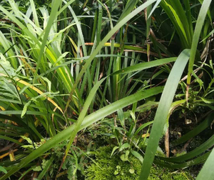 贵州新鲜野生沙姜三奈山赖香料大料苗驱蚊五香草盆栽茴香半斤包邮