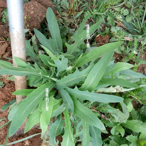 山东新鲜野生苦菜苦碟子苦麻子500g现挖够3斤包邮败酱草生吃蘸酱